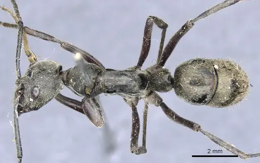 Diacamma rugivertex specimen