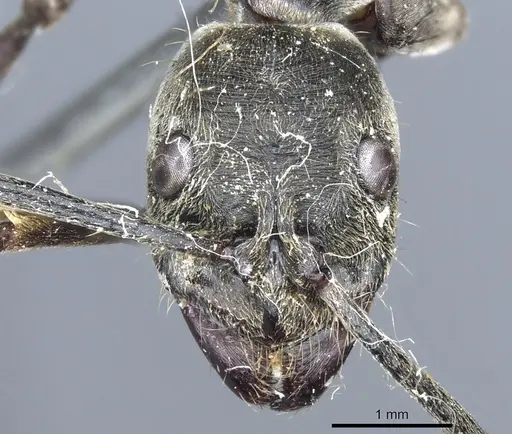 Diacamma rugivertex specimen