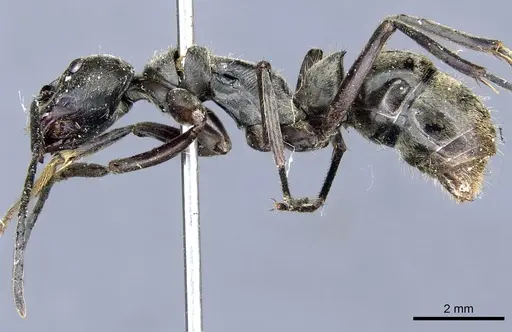 Diacamma rugivertex specimen