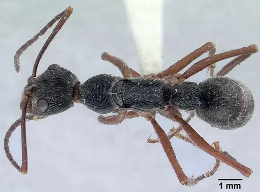 Diacamma rugosum specimen