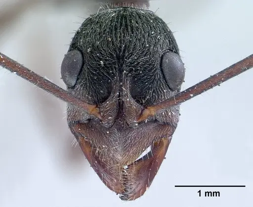 Diacamma rugosum specimen