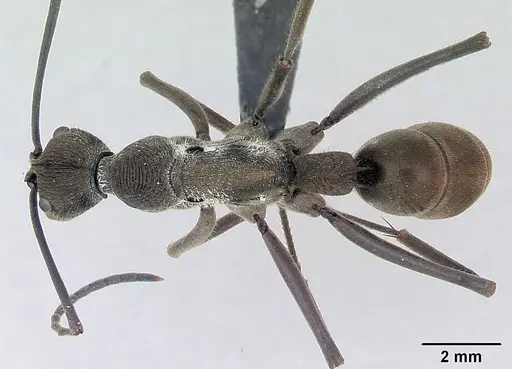 Diacamma scalpratum specimen