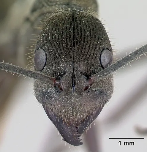 Diacamma scalpratum specimen