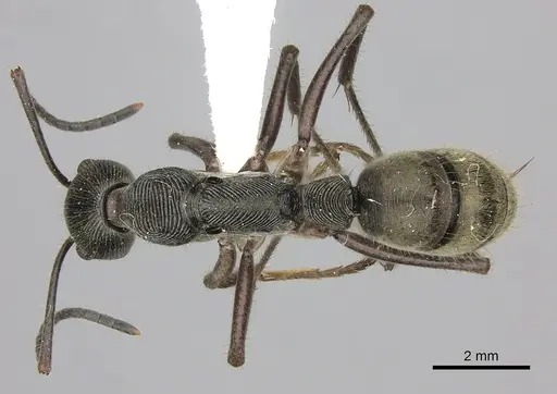 Diacamma schoedli specimen
