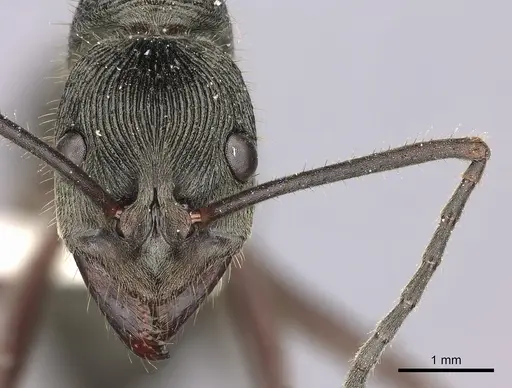 Diacamma schoedli specimen