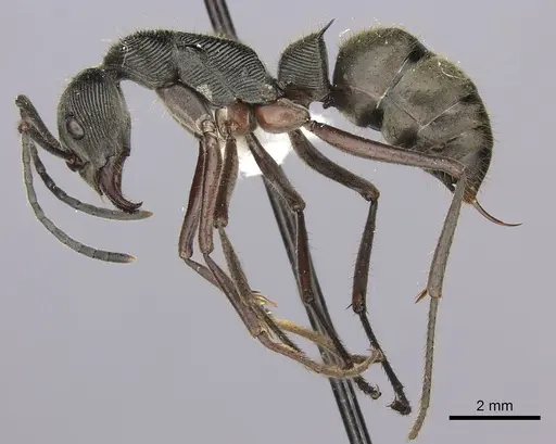 Diacamma schoedli specimen