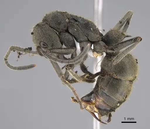 Diacamma schoedli - CASENT0887816