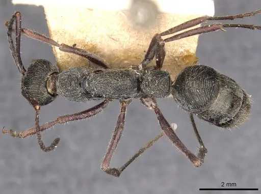 Diacamma sikkimense specimen