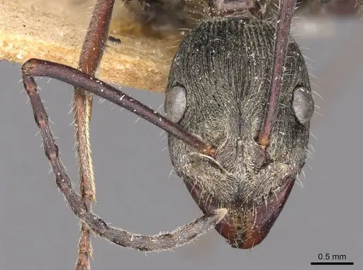 Diacamma sikkimense specimen