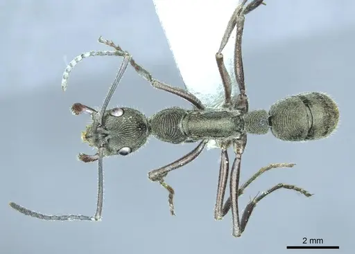 Diacamma symposium specimen