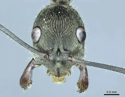 Diacamma symposium specimen