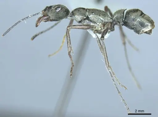 Diacamma symposium specimen