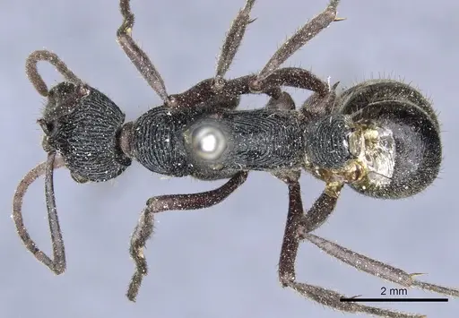 Diacamma timorense specimen