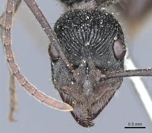 Diacamma timorense specimen