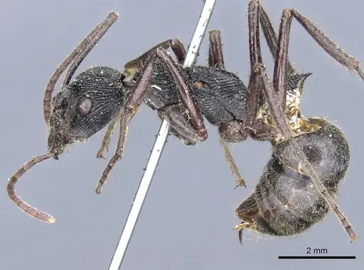 Diacamma timorense specimen