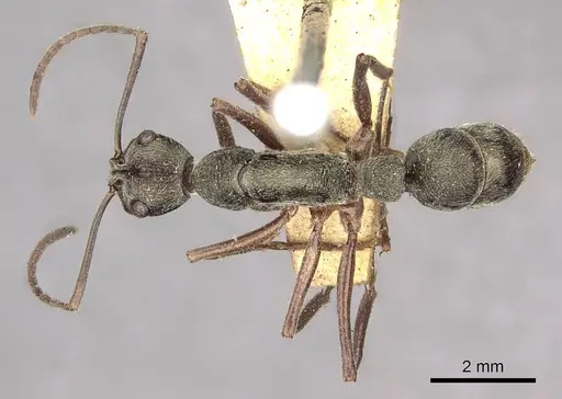 Diacamma vagans specimen