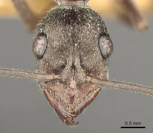 Diacamma vagans specimen