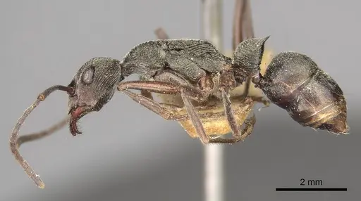 Diacamma vagans specimen