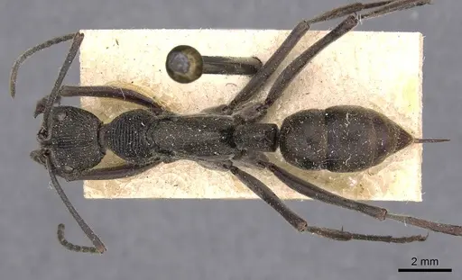 Diacamma violaceum specimen