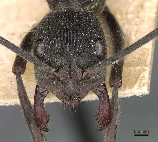 Diacamma violaceum specimen