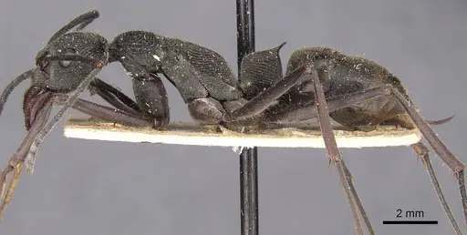 Diacamma violaceum specimen