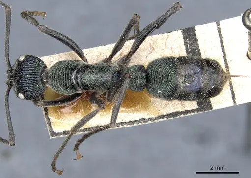 Diacamma viridipurpureum specimen