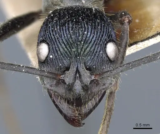 Diacamma viridipurpureum specimen