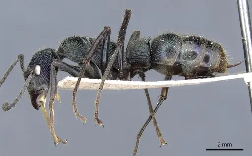 Diacamma viridipurpureum specimen
