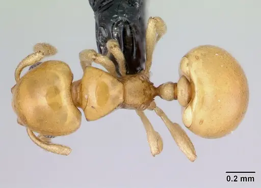 Diaphoromyrma sofiae - CASENT0178237