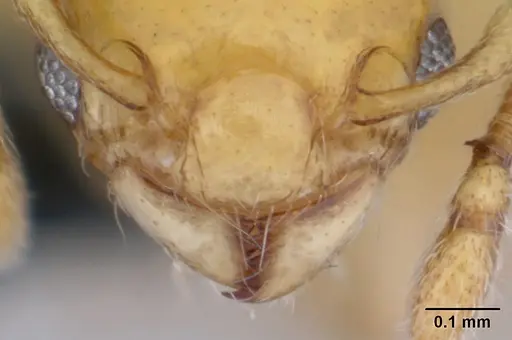 Diaphoromyrma sofiae - CASENT0178237