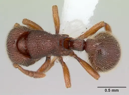 Dicroaspis cryptocera specimen