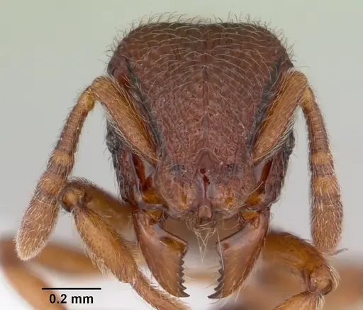 Dicroaspis cryptocera specimen