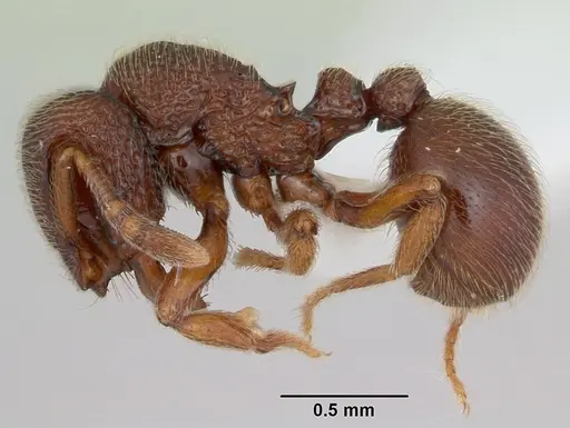 Dicroaspis cryptocera specimen