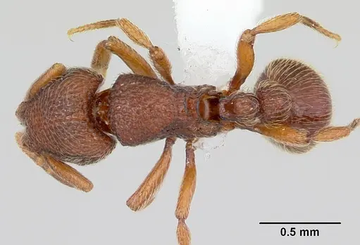 Dicroaspis cryptocera - CASENT0401720