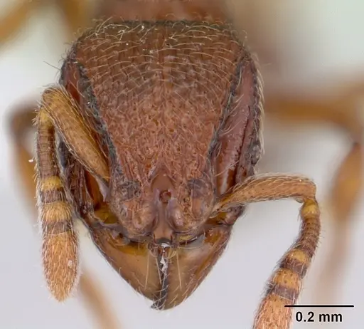 Dicroaspis cryptocera - CASENT0401720