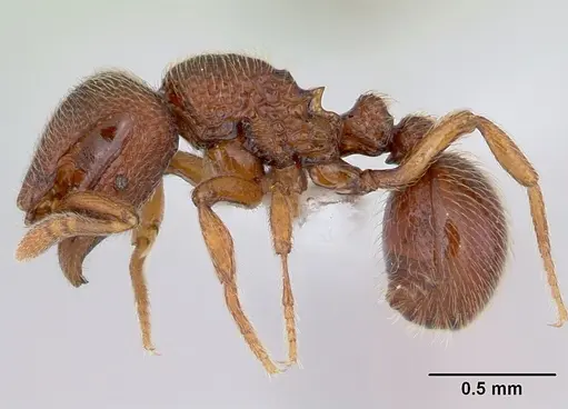 Dicroaspis cryptocera - CASENT0401720