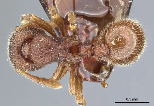 Dicroaspis cryptocera - CASENT0904678