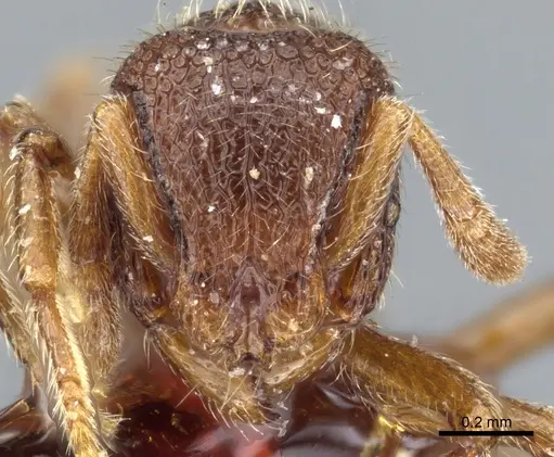 Dicroaspis cryptocera - CASENT0904678