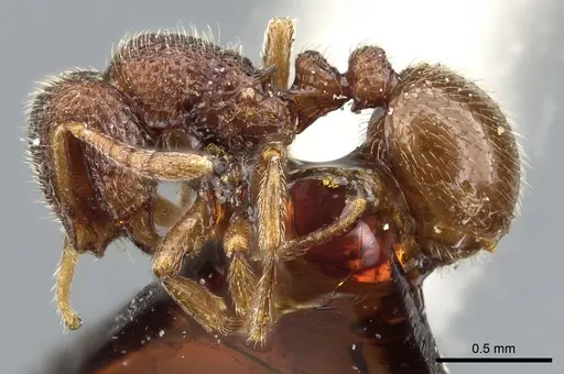 Dicroaspis cryptocera - CASENT0904678