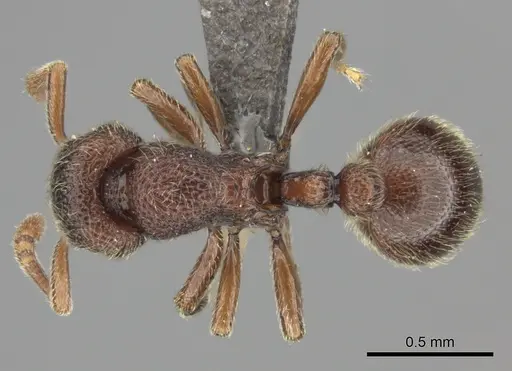 Dicroaspis laevidens specimen
