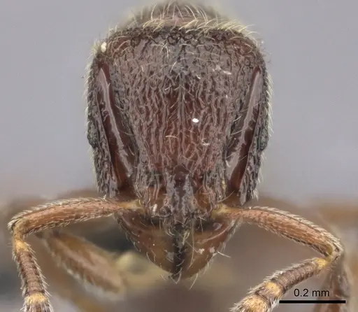 Dicroaspis laevidens specimen