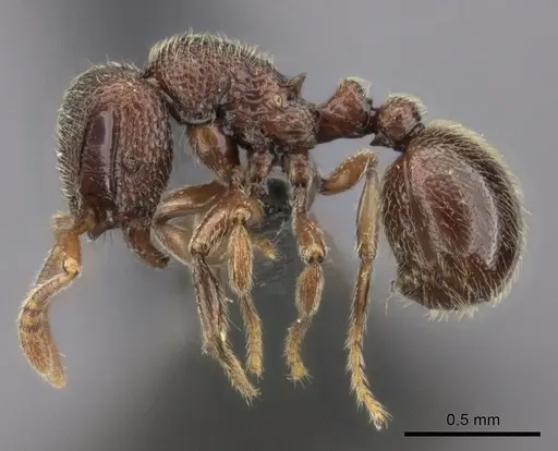 Dicroaspis laevidens specimen