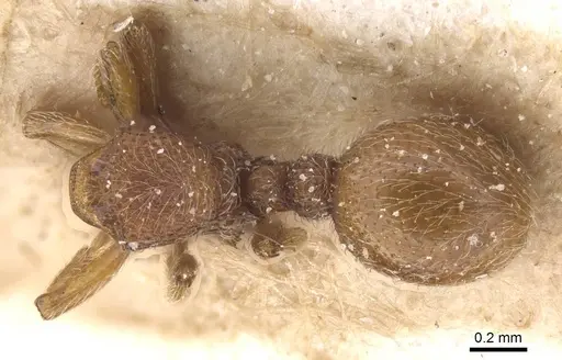 Dicroaspis laevidens - CASENT0913958