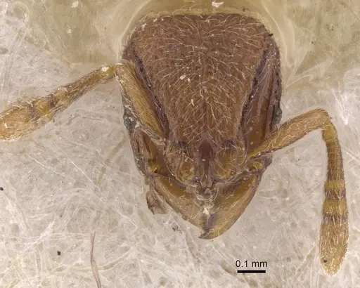 Dicroaspis laevidens - CASENT0913958