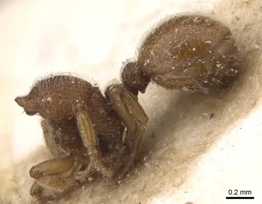 Dicroaspis laevidens - CASENT0913958