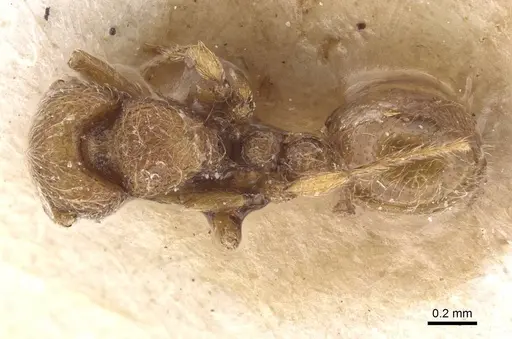 Dicroaspis laevidens - RMCAENT000017781