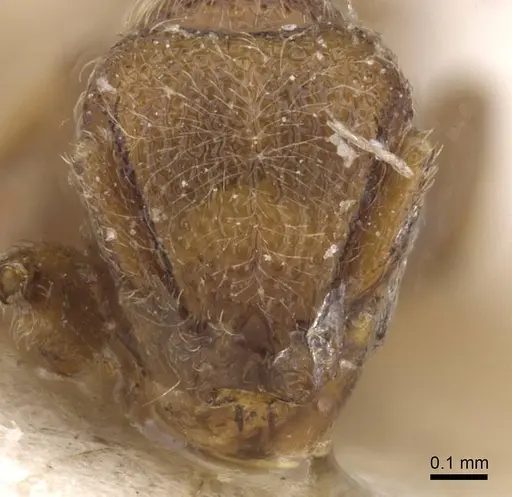 Dicroaspis laevidens - RMCAENT000017781