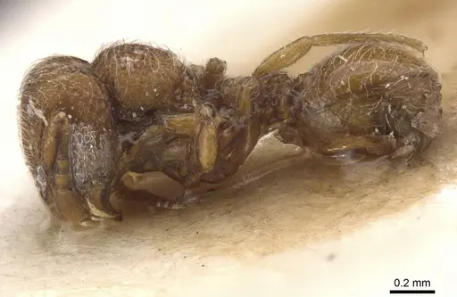 Dicroaspis laevidens - RMCAENT000017781