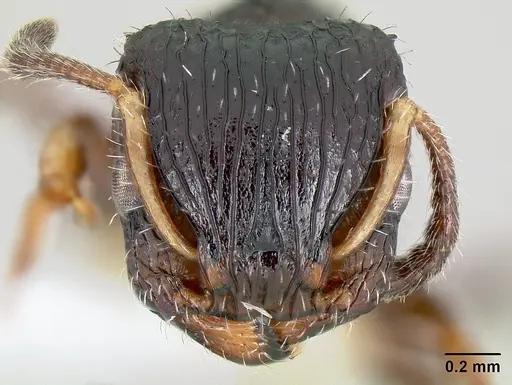 Dilobocondyla borneensis specimen