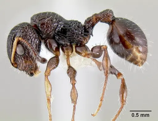 Dilobocondyla borneensis specimen